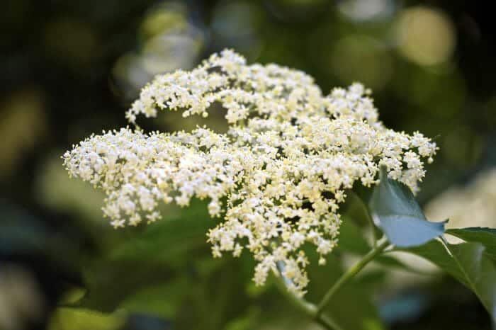 Elderberry Flowers