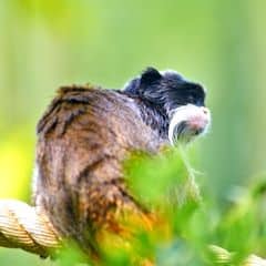 Emperor Tamarin Emperor Tamarin