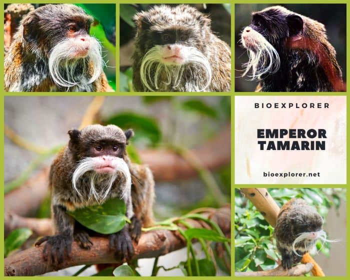 Emperor Tamarin