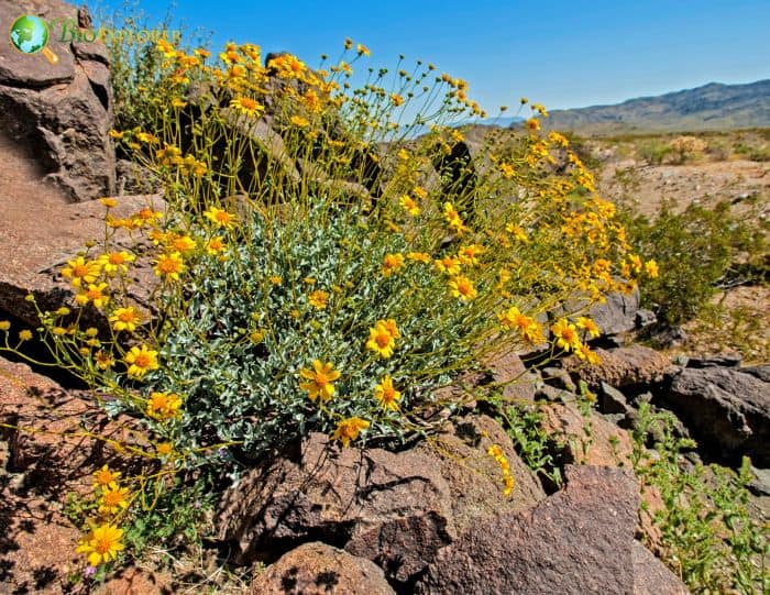 Encelia Farinosa Flowers Encelia Farinosa Flowers