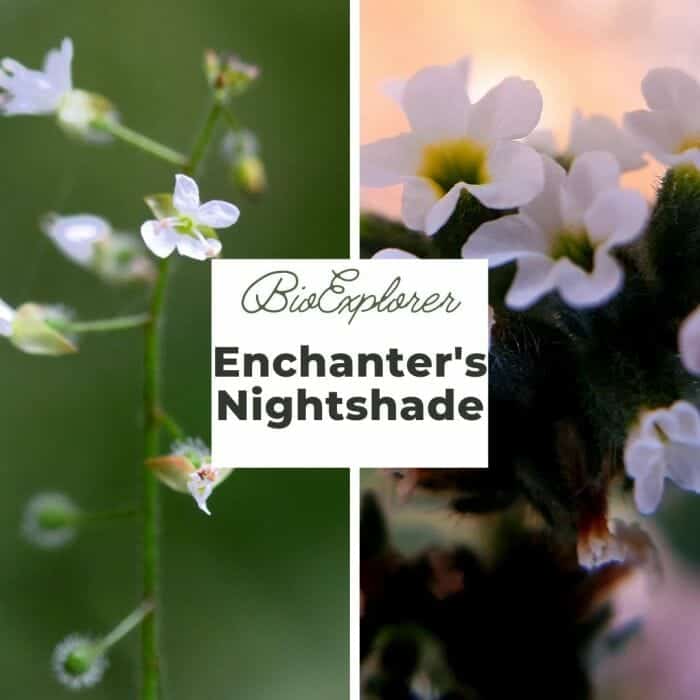 Enchanter's Nightshade