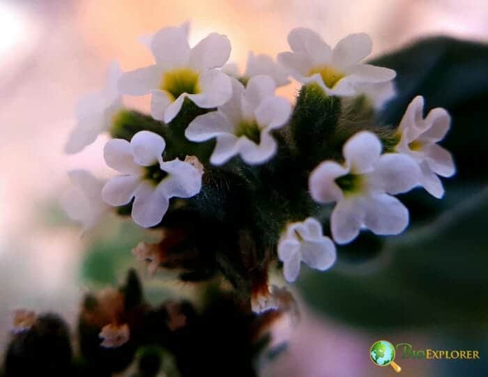 Enchanter's Nightshade Flowers