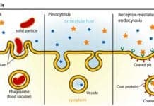 cell specialization definition