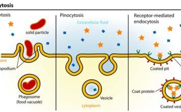 Endocytosis Types