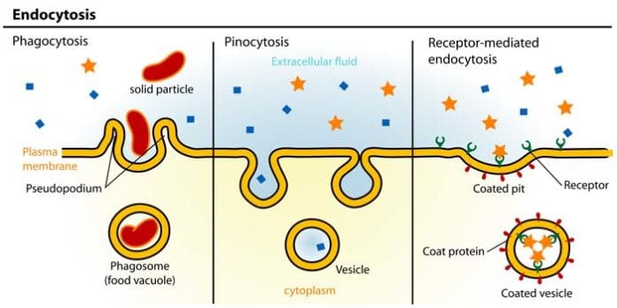 Endocytosis Types Endocytosis Types
