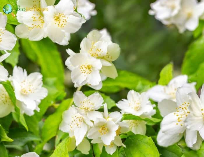 English False Yam Flowers English False Yam Flowers