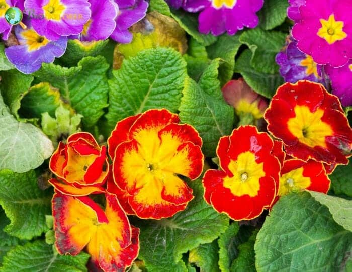 English Primrose Flowers