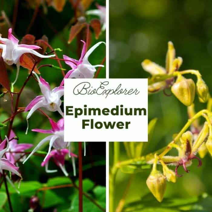 Epimedium