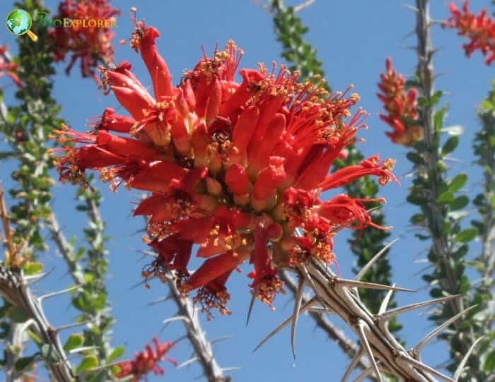 Ericales Example Species Ericales Example Species