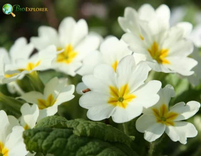 Ericales Flowers and Reproduction Ericales Flowers and Reproduction