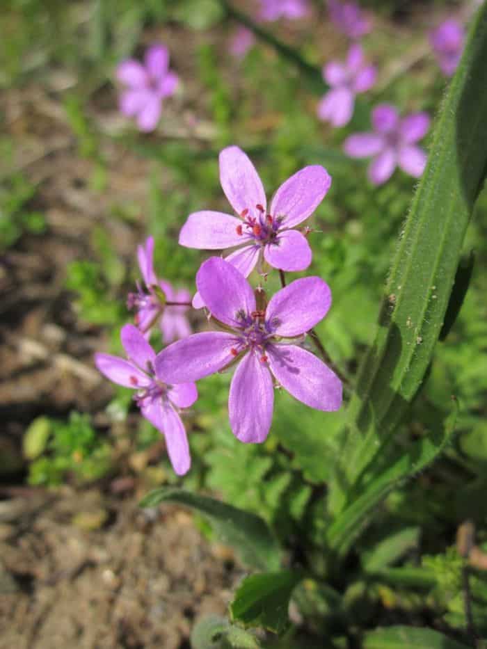 Erodium Cicutarium