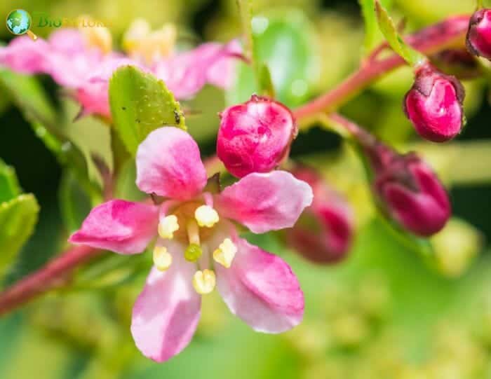 Escalloniales Characteristics Escalloniales Characteristics