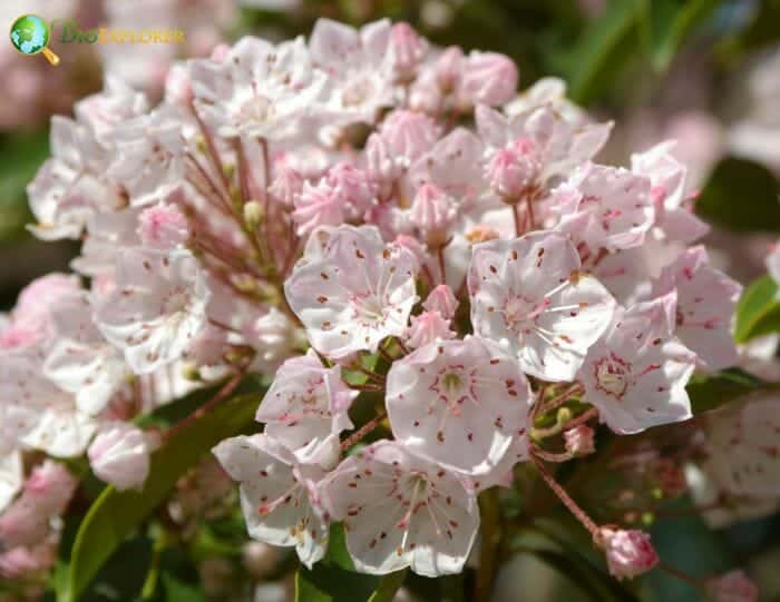 Escalloniales Example Species Escalloniales Example Species