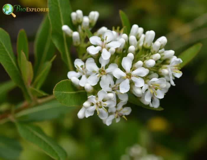 Escalloniales Flowers and Reproduction Escalloniales Flowers and Reproduction