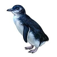 White-flippered Penguin