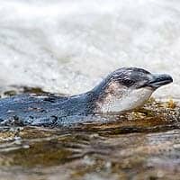 Chatham Island Blue Penguin Chatham Island Blue Penguin