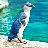 North Island Little Penguin North Island Little Penguin