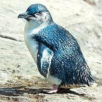 Western & Southern South I. and Stewart I. Little Penguin Western & Southern South I. and Stewart I. Little Penguin
