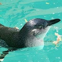 Western Little Penguin Western Little Penguin
