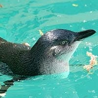 Western Little Penguin