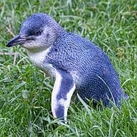 South Island Little Penguin South Island Little Penguin