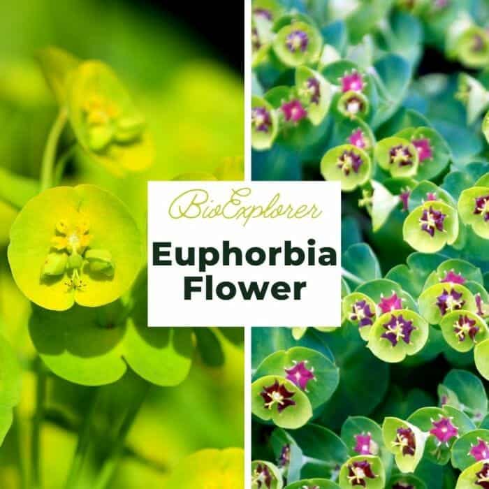 Euphorbia