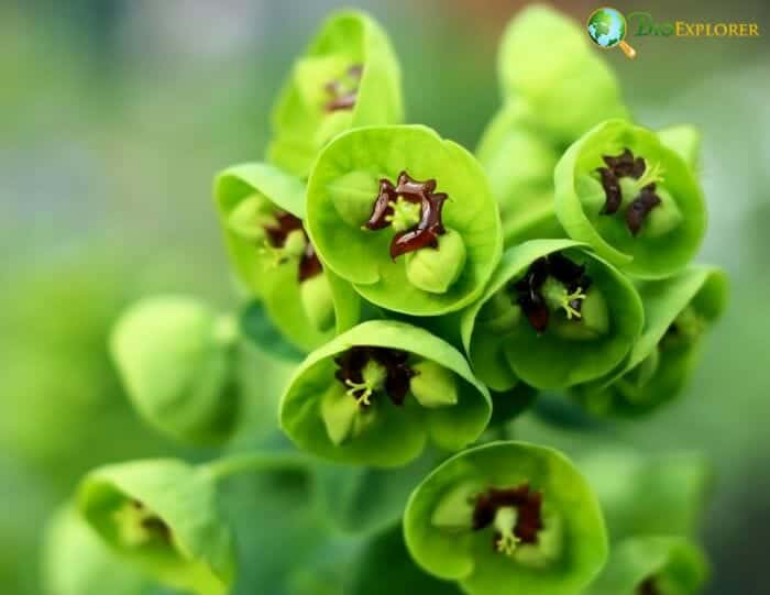 Euphorbia Flowers