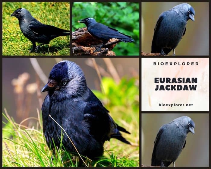 Eurasian Jackdaw