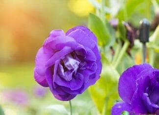 Top 50 Best Purple Flowers Small Tall