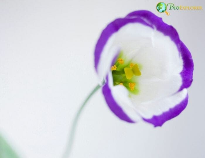 Eustoma Grandiflorum Flower