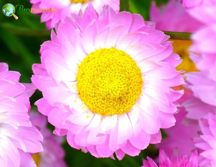 Everlasting Daisy Everlasting Daisy