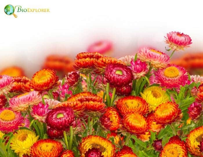 Immortal flower clearance
