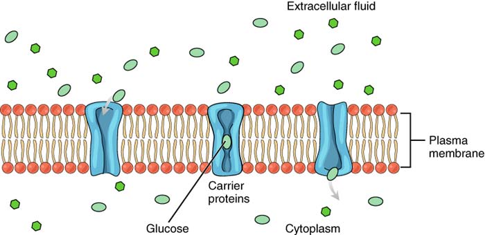 Facilitated Diffusion Diagram