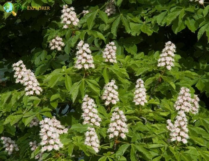 Fagaceae Family