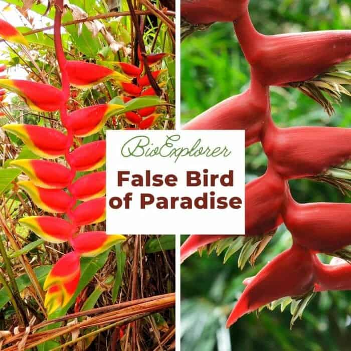 False Bird of Paradise