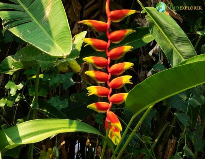 False Bird Of Paradise Flowering Plant