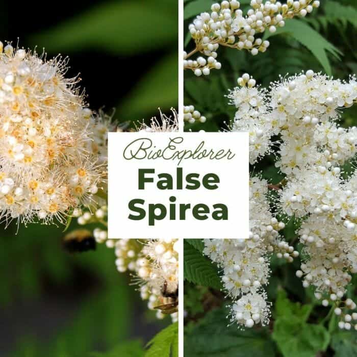 False Spirea