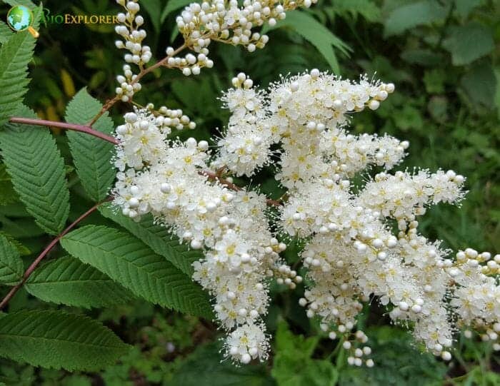 False Spirea