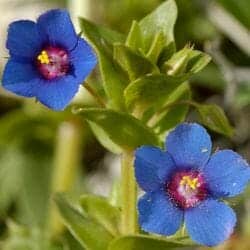 False Pimpernel flower (Linderniaceae)