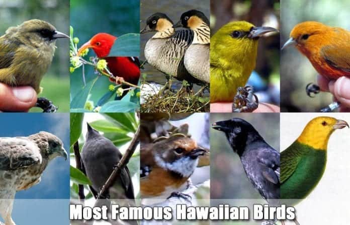 Famous Hawaiian Birds Famous Hawaiian Birds