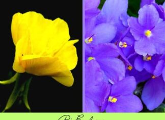 Birth Flowers Birth Month Flowers Symbolism and Meanings