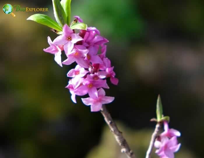 February Daphne