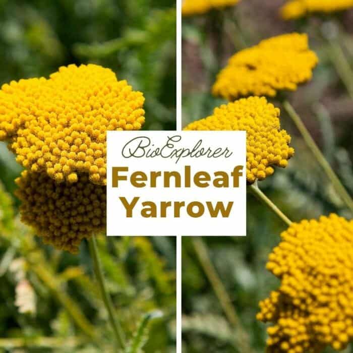 Fernleaf Yarrow