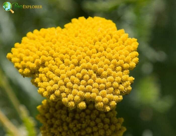 Fernleaf Yarrow