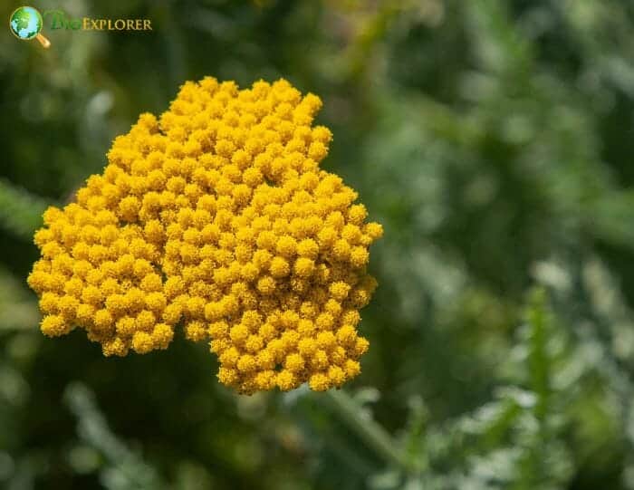 Fernleaf Yarrow Flowers