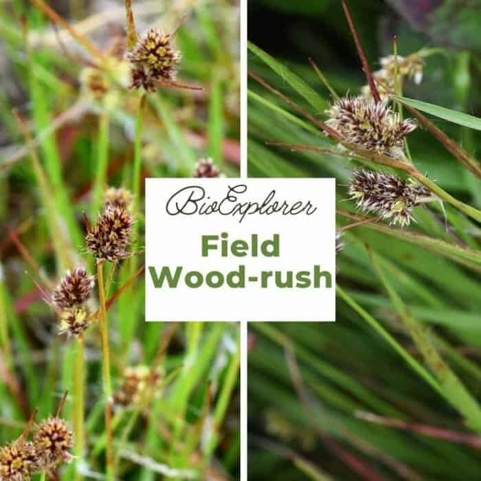 Field Wood Rush