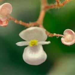 Figworts flower (Scrophulariaceae) Figworts flower (Scrophulariaceae)