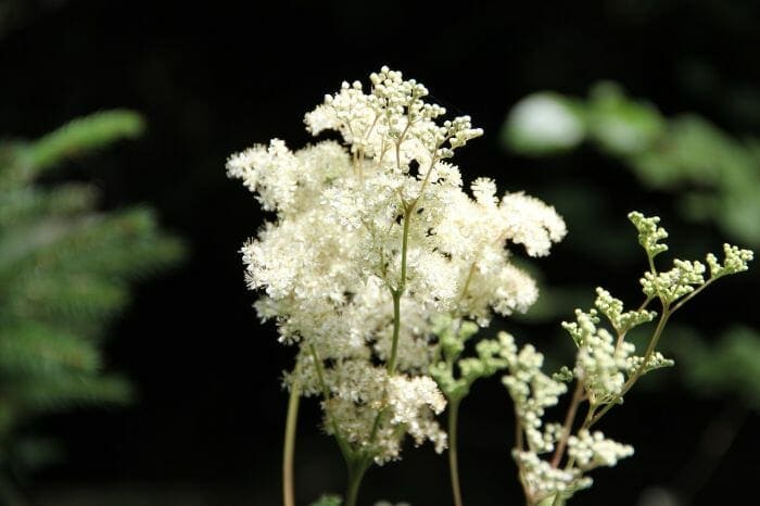 Filipendula Ulmaria