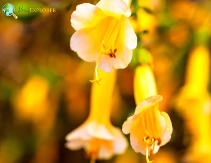 Flor Del Inca