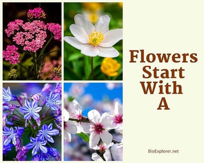 Flowers Starting with A A Flowers Flower Names Begin with A